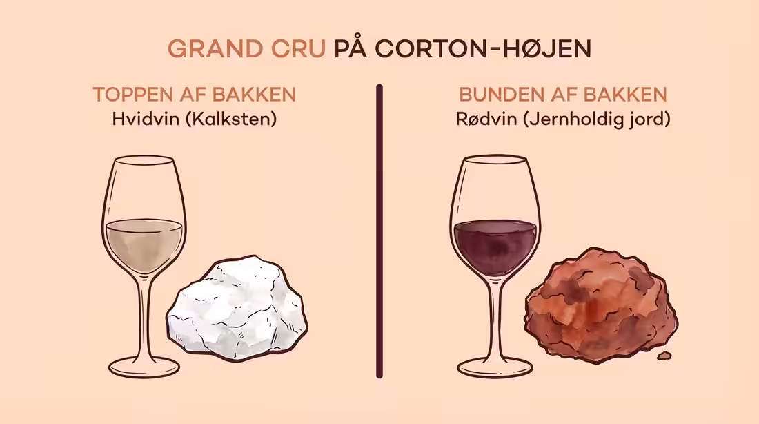 Sammenligning af hvid og rød Grand Cru på Corton-højen baseret på jordbund og højdeplacering.