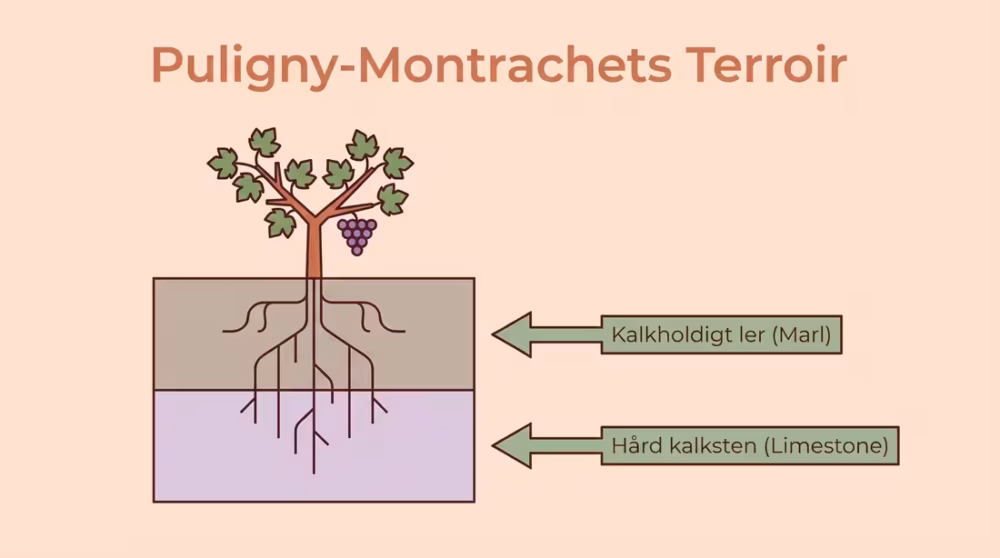 Infografik der viser Puligny-Montrachets jordbundslag med kalksten og ler.