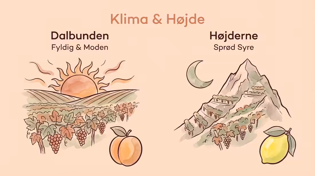 Illustration der sammenligner fyldige vine fra dalen med sprøde vine fra bjergene.